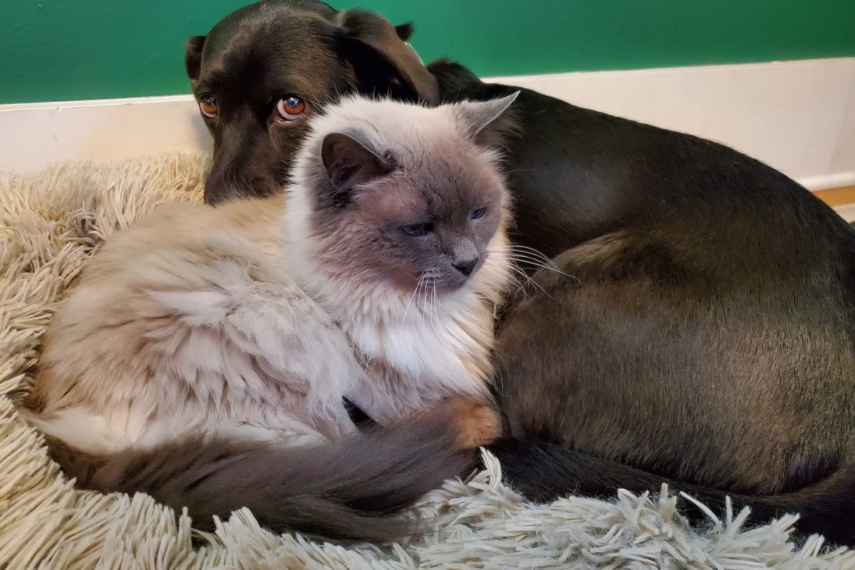 Alergia a mascotas: cómo convivir con perros y gatos sin síntomas